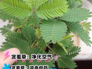 水蜜桃香蕉含羞草有什么作用？了解一下