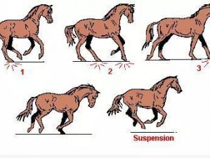 马跑起来为什么入得更深？怎样避免这种情况？