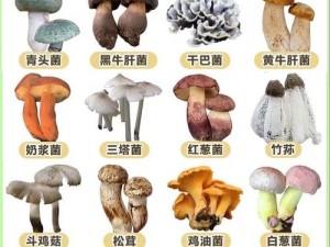 精产国品一二三产区蘑菇视频【精产国品一二三产区蘑菇视频：探寻优质蘑菇的生长奥秘】