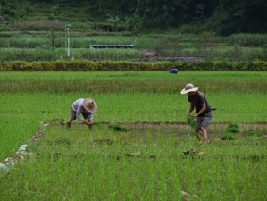 夫妻间 100 间插秧法人民网：为什么它能让夫妻关系更和谐？