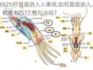 鱿鱼b2577直接进入人事局,如何直接进入人事局？鱿鱼 b2577 有办法吗？