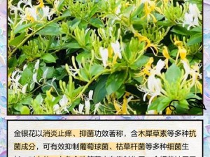 极致沉迷 TXL 金银花，天然植物配方，呵护你的私密健康