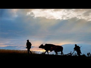 忙忙碌碌是什么生肖——牛，勤劳的代表，田园耕耘者