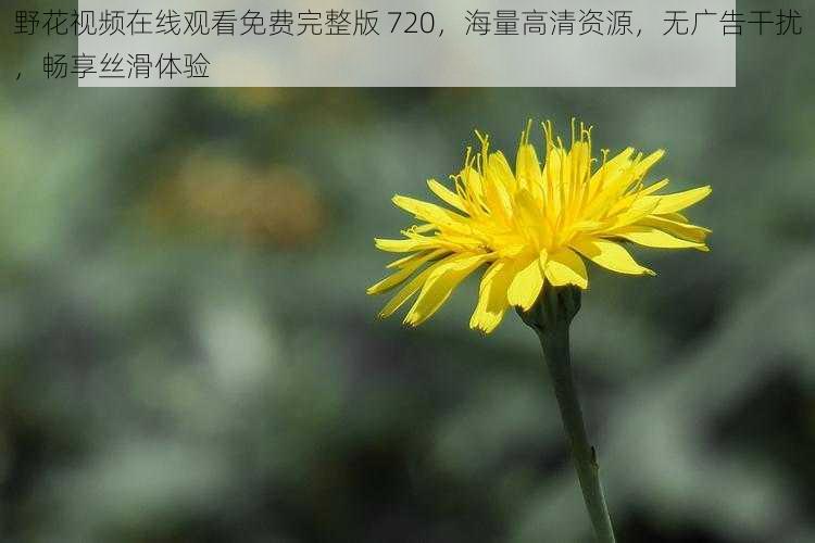 野花视频在线观看免费完整版 720，海量高清资源，无广告干扰，畅享丝滑体验