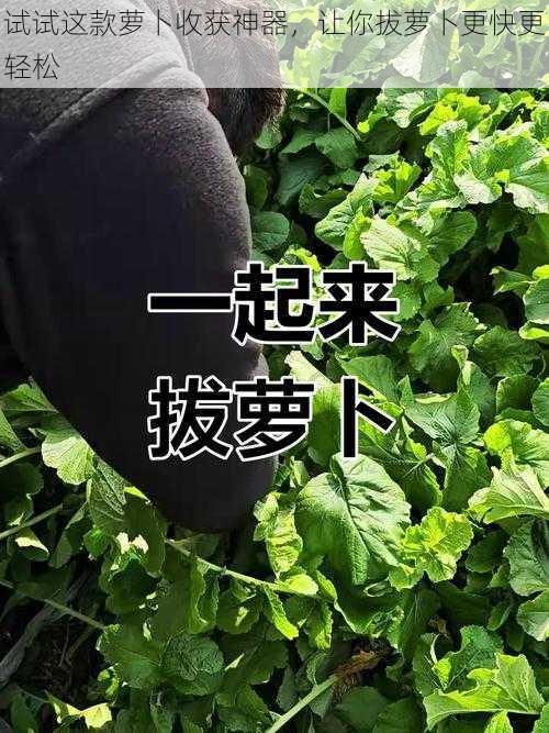 试试这款萝卜收获神器，让你拔萝卜更快更轻松