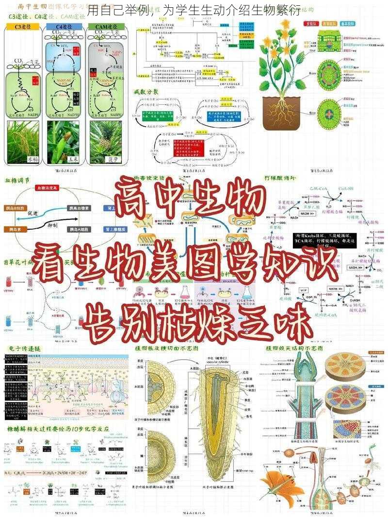 用自己举例，为学生生动介绍生物繁衍