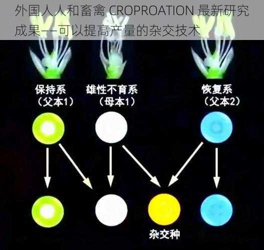 外国人人和畜禽 CROPROATION 最新研究成果——可以提高产量的杂交技术