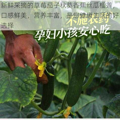 新鲜采摘的草莓茄子秋葵香蕉丝瓜榴莲，口感鲜美，营养丰富，是您健康生活的好选择