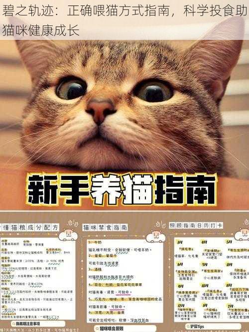 碧之轨迹：正确喂猫方式指南，科学投食助猫咪健康成长