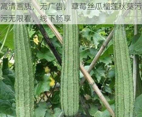 高清画质，无广告，草莓丝瓜榴莲秋葵污污无限看，线下畅享