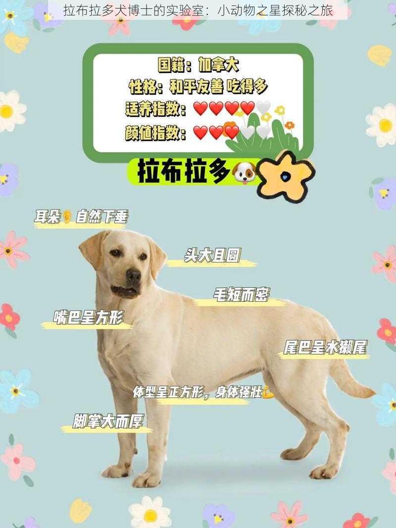 拉布拉多犬博士的实验室：小动物之星探秘之旅