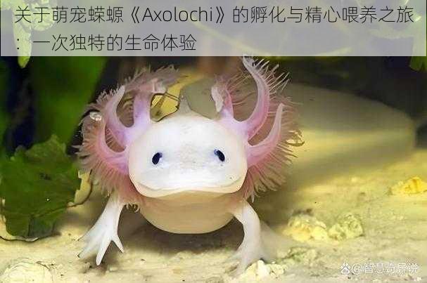 关于萌宠蝾螈《Axolochi》的孵化与精心喂养之旅：一次独特的生命体验