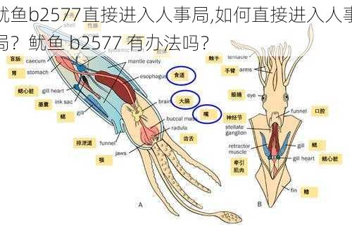 鱿鱼b2577直接进入人事局,如何直接进入人事局？鱿鱼 b2577 有办法吗？