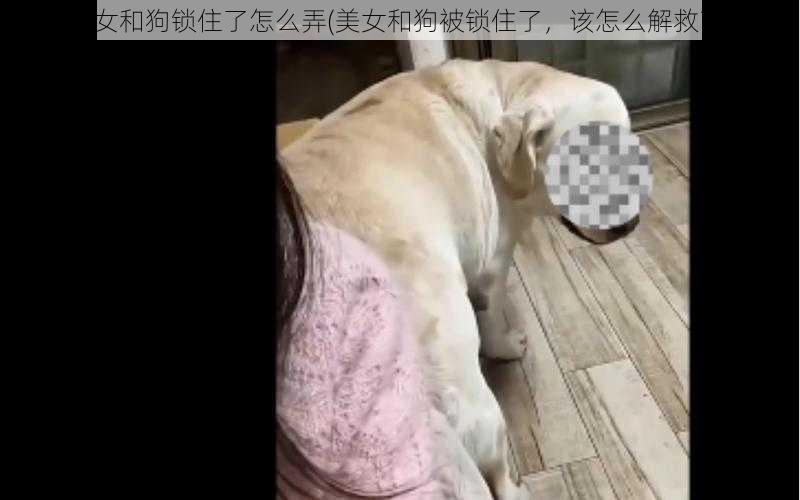 美女和狗锁住了怎么弄(美女和狗被锁住了，该怎么解救？)