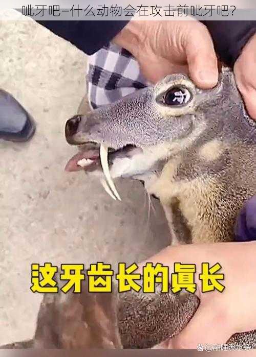 呲牙吧—什么动物会在攻击前呲牙吧？