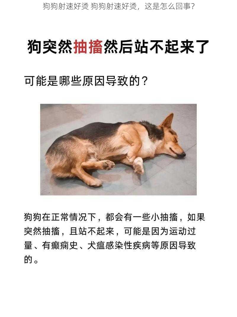 狗狗射速好烫 狗狗射速好烫，这是怎么回事？