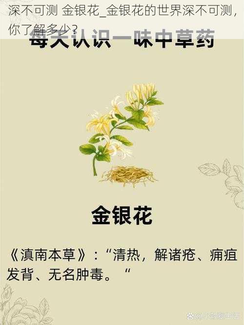 深不可测 金银花_金银花的世界深不可测，你了解多少？