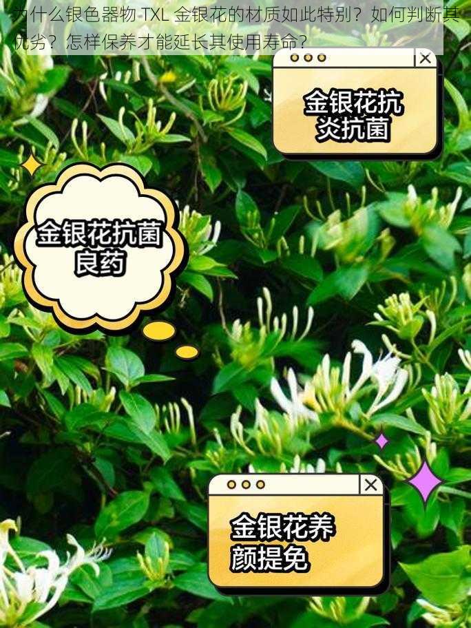 为什么银色器物 TXL 金银花的材质如此特别？如何判断其优劣？怎样保养才能延长其使用寿命？