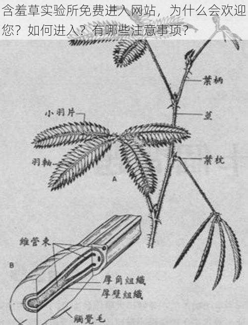 含羞草实验所免费进入网站，为什么会欢迎您？如何进入？有哪些注意事项？