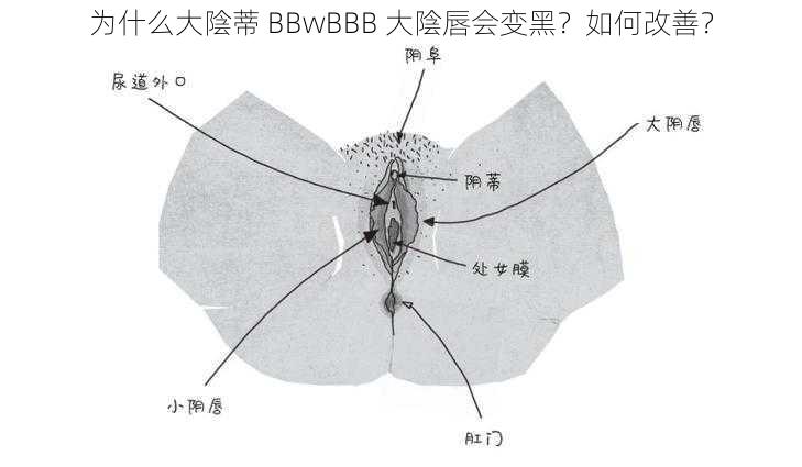 为什么大陰蒂 BBwBBB 大陰唇会变黑？如何改善？